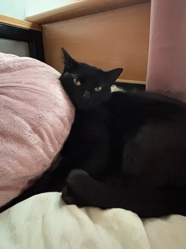 Zaginął kot, Łódź, 12 marca 2025