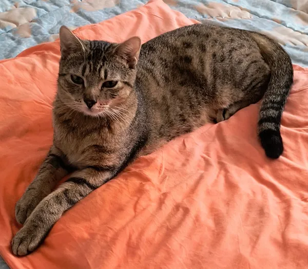 Zaginął kot, Łódź, 12 marca 2025