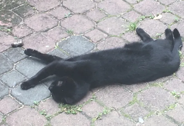 Zaginął kot, Łódź, 11 marca 2025