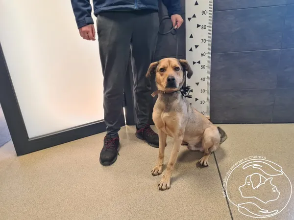 Znaleziono psa, Chełmek, 11 marca 2025