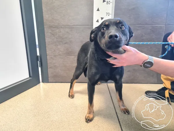 Znaleziono psa, Chełmek, 11 marca 2025