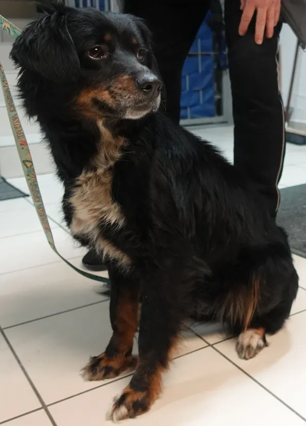 Znaleziono psa, Gdańsk, 12 marca 2025