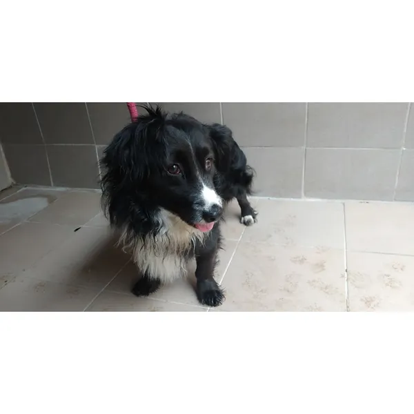 Znaleziono psa, Białystok, 12 marca 2025