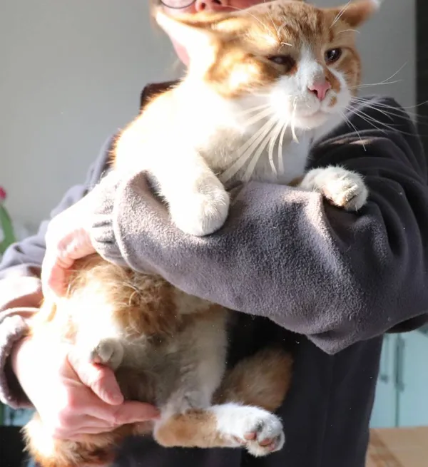 Znaleziono kota, Łódź, 12 marca 2025 (2/2)