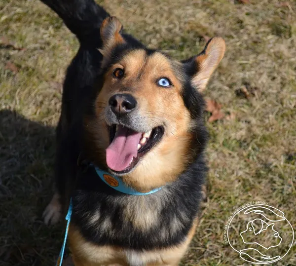 Pies do adopcji, Chełmek, 9 grudnia 2024