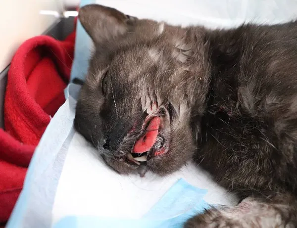 Znaleziono kota, Łódź, 12 marca 2025 (1/2)