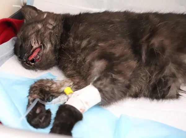 Znaleziono kota, Łódź, 12 marca 2025 (2/2)