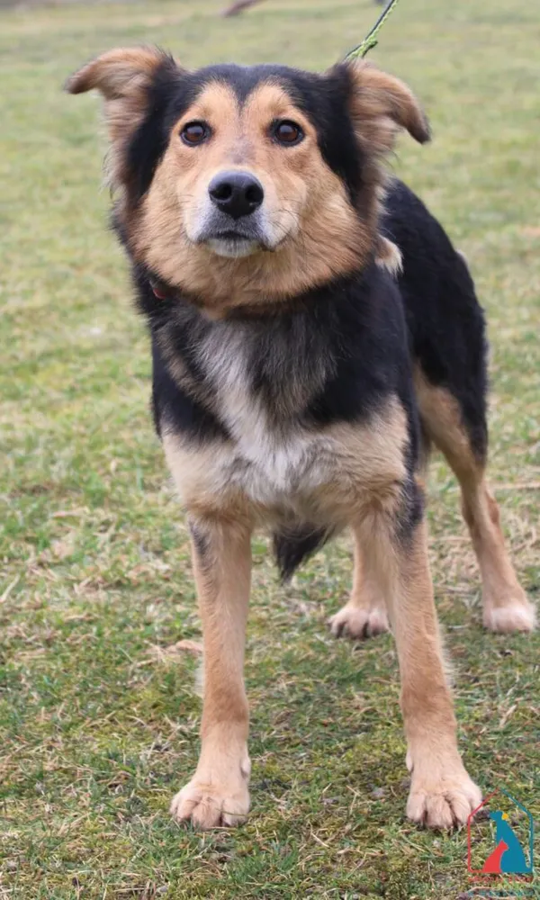 Pies do adopcji, Grudziądz, 11 marca 2025