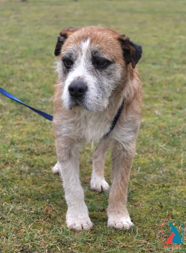 Pies do adopcji, Grudziądz, 11 marca 2025