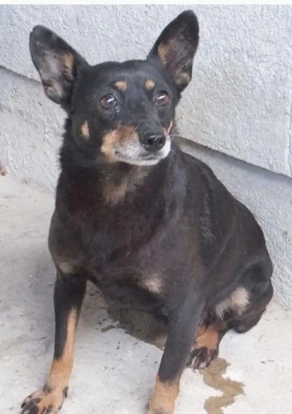 Oddam psa, Warszawa, Stary Żoliborz, 12 marca 2025 (1/2)