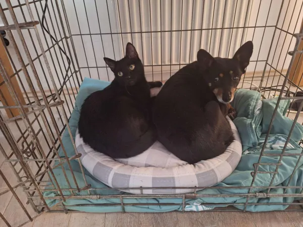 Oddam psa, Warszawa, Stary Żoliborz, 12 marca 2025 (2/2)