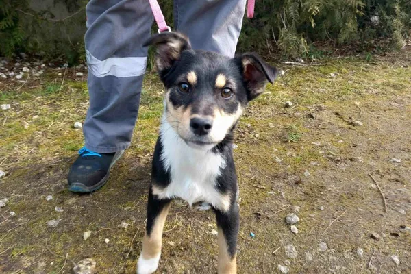 Pies do adopcji, Henrykowo, 21 lutego 2025 (1/4)