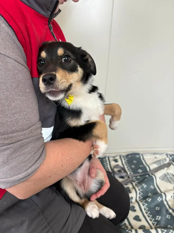 Pies do adopcji, Henrykowo, 21 lutego 2025 (2/4)