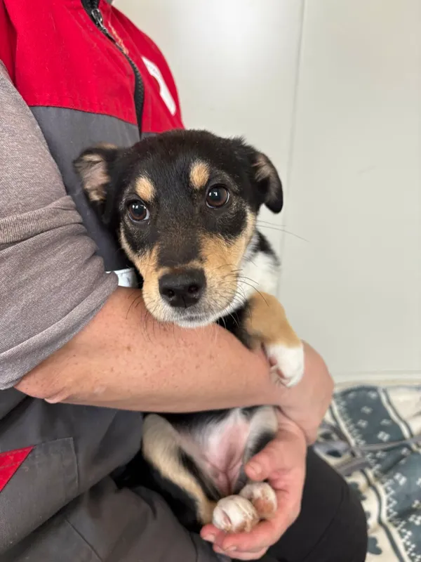 Pies do adopcji, Henrykowo, 21 lutego 2025 (3/4)