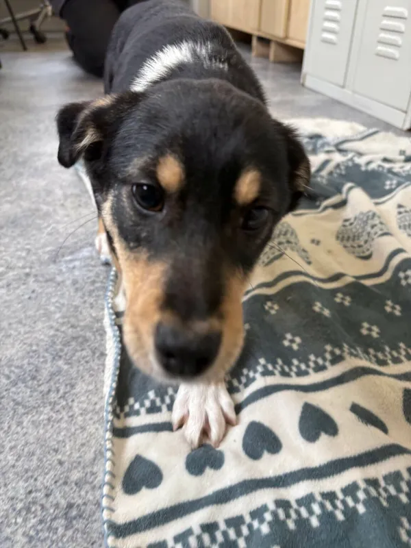 Pies do adopcji, Henrykowo, 21 lutego 2025 (4/4)