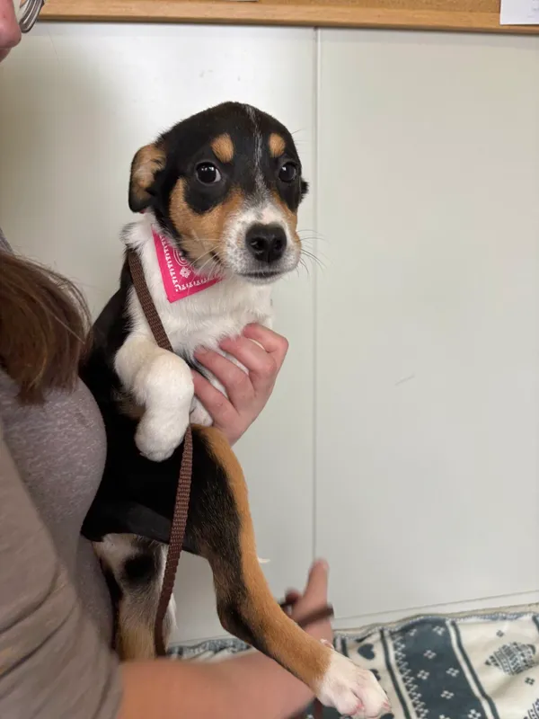 Pies do adopcji, Henrykowo, 12 marca 2025 (2/4)