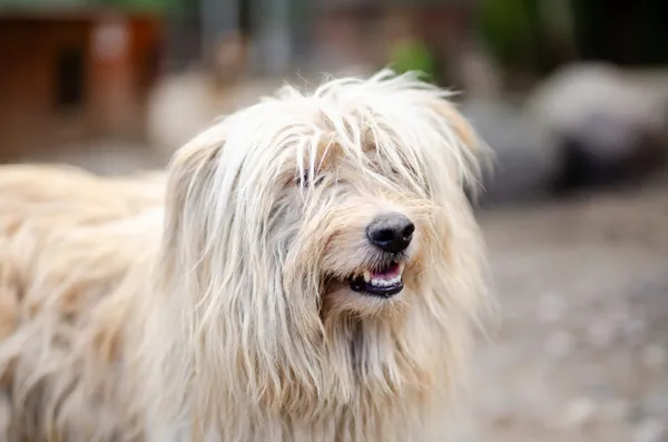 Oddam psa, Elbląg, Sadyba, 12 marca 2025 (1/3)