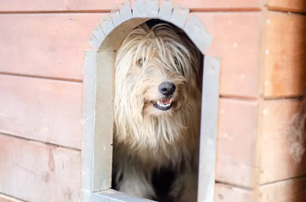 Oddam psa, Elbląg, Sadyba, 12 marca 2025 (2/3)