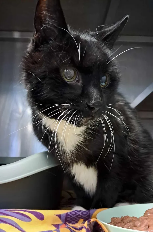 Kot do adopcji, Olsztyn, 12 marca 2025