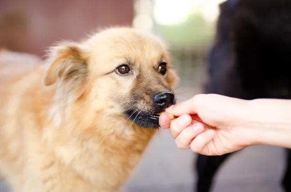 Oddam psa, Elbląg, 12 marca 2025 (2/4)