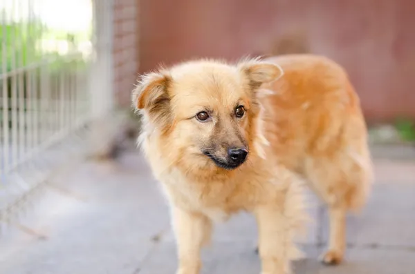 Oddam psa, Elbląg, 12 marca 2025 (4/4)