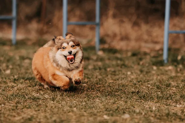 Pies do adopcji, Czartki, 12 marca 2025 (5/5)