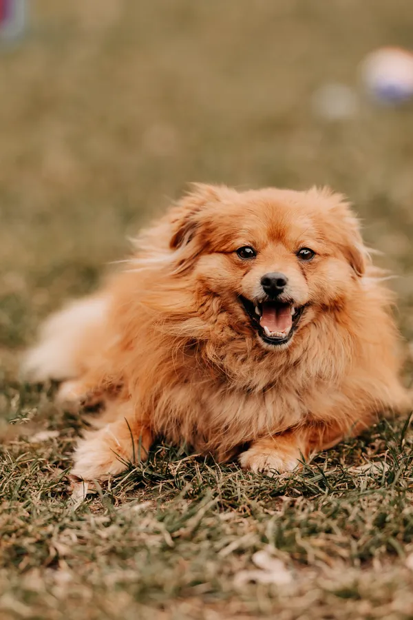 Pies do adopcji, Czartki, 12 marca 2025 (1/5)