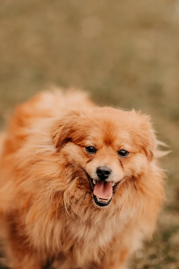 Pies do adopcji, Czartki, 12 marca 2025 (3/5)