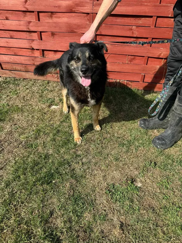 Znaleziono psa, Czartki, 12 marca 2025