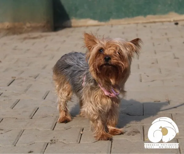 Pies do adopcji, Nowy Dwór Mazowiecki, 12 marca 2025 (1/4)