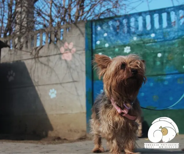 Pies do adopcji, Nowy Dwór Mazowiecki, 12 marca 2025 (4/4)