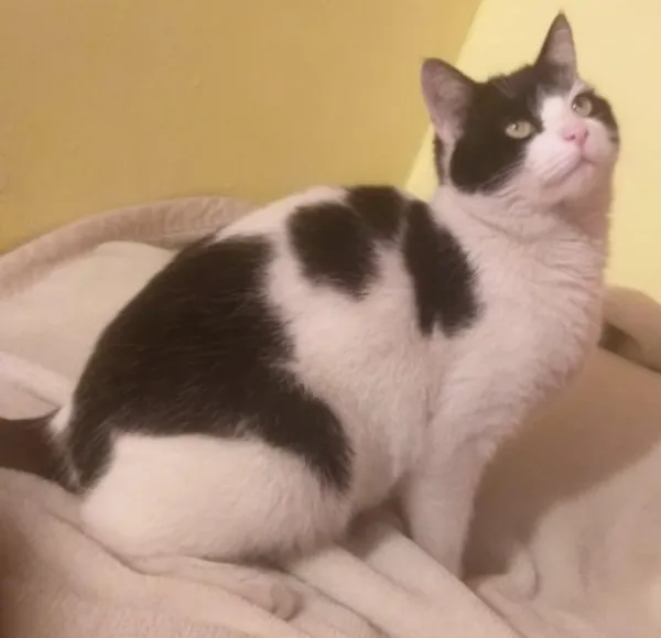 Zaginął kot, Łódź, 12 marca 2025