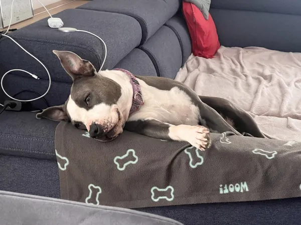 Zaginął pies, Łódź, 12 marca 2025