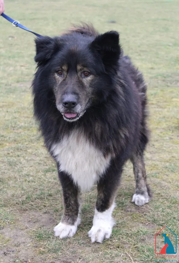 Pies do adopcji, Grudziądz, 11 marca 2025