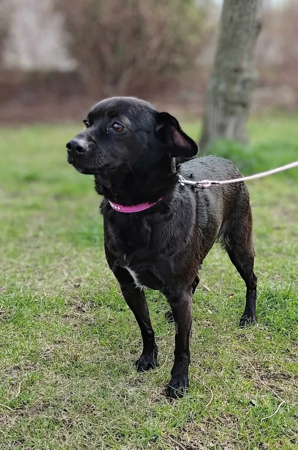 Znaleziono psa, Lublin, 12 marca 2025