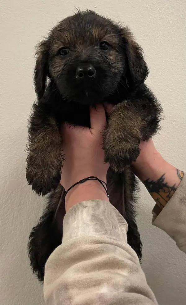 Znaleziono psa, Lublin, 12 marca 2025