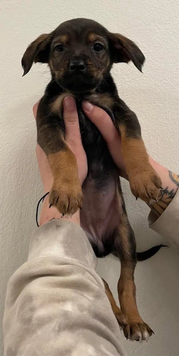 Znaleziono psa, Lublin, 12 marca 2025