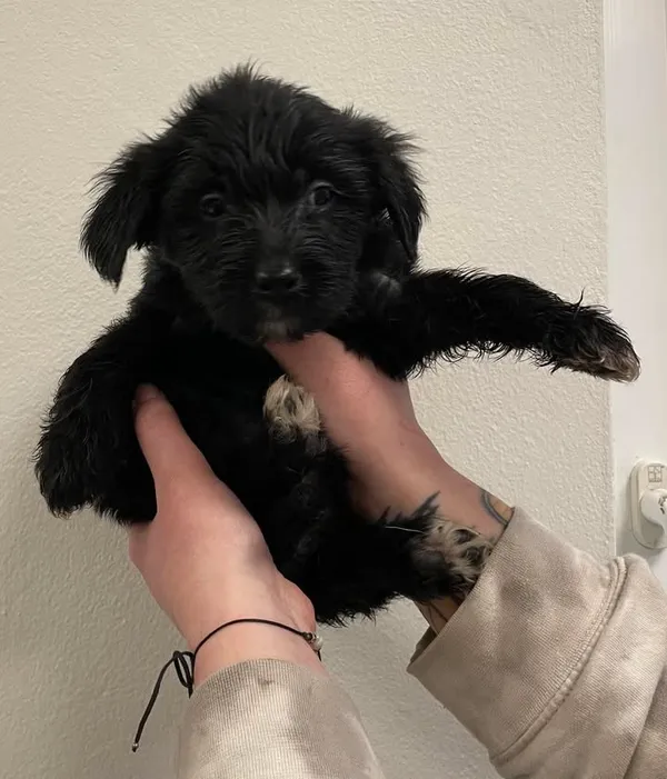 Znaleziono psa, Lublin, 12 marca 2025