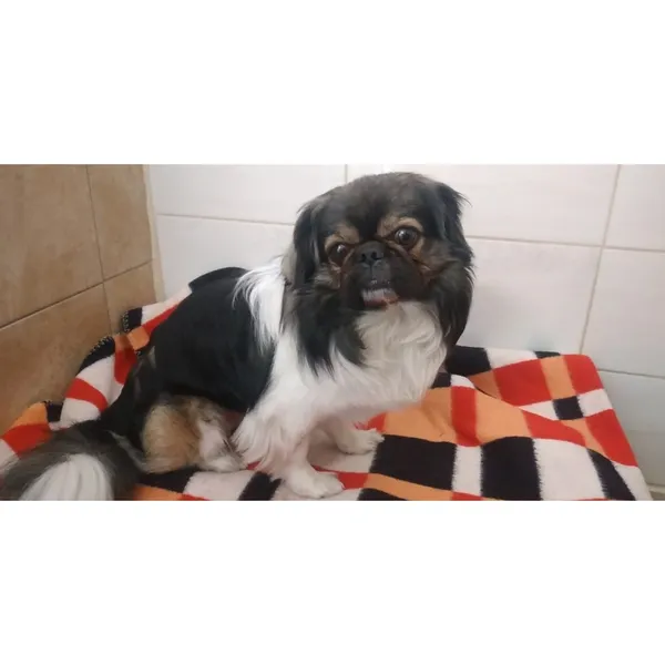 Znaleziono psa, Białystok, 12 marca 2025