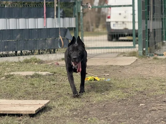 Pies do adopcji, Kraków, 26 lutego 2025 (1/5)