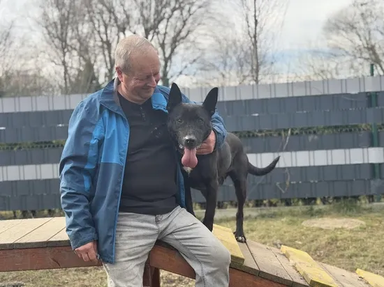 Pies do adopcji, Kraków, 26 lutego 2025 (2/5)