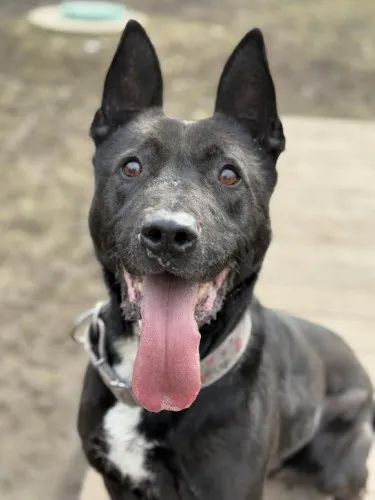 Pies do adopcji, Kraków, 26 lutego 2025 (3/5)