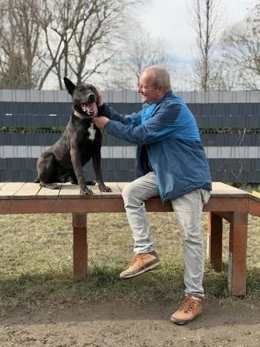 Pies do adopcji, Kraków, 26 lutego 2025 (4/5)