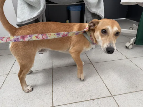 Pies do adopcji, Kraków, 26 lutego 2025