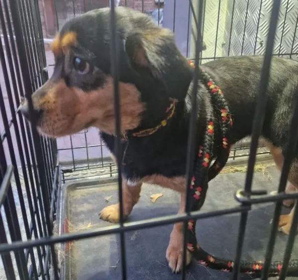 Znaleziono psa, Radom, 12 marca 2025