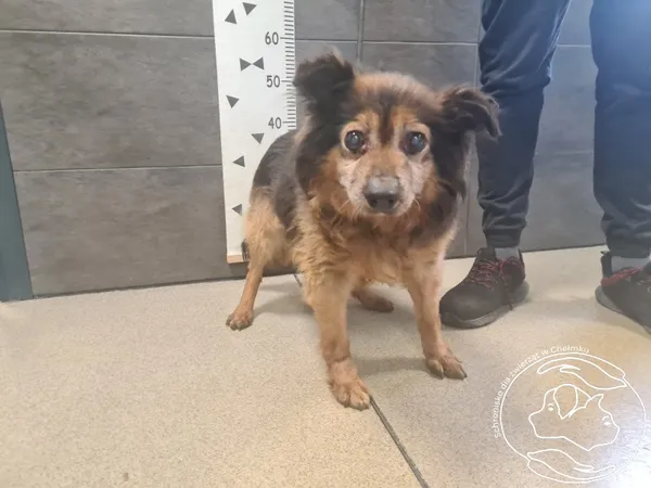 Znaleziono psa, Chełmek, 13 marca 2025