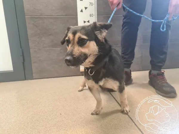 Znaleziono psa, Chełmek, 13 marca 2025