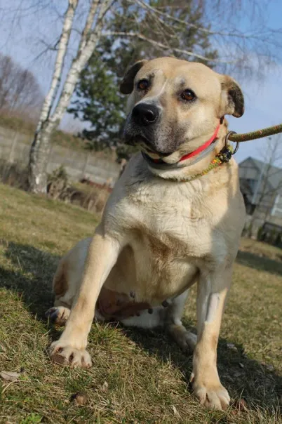 Pies do adopcji, Bełchatów, 3 lutego 2025 (5/5)