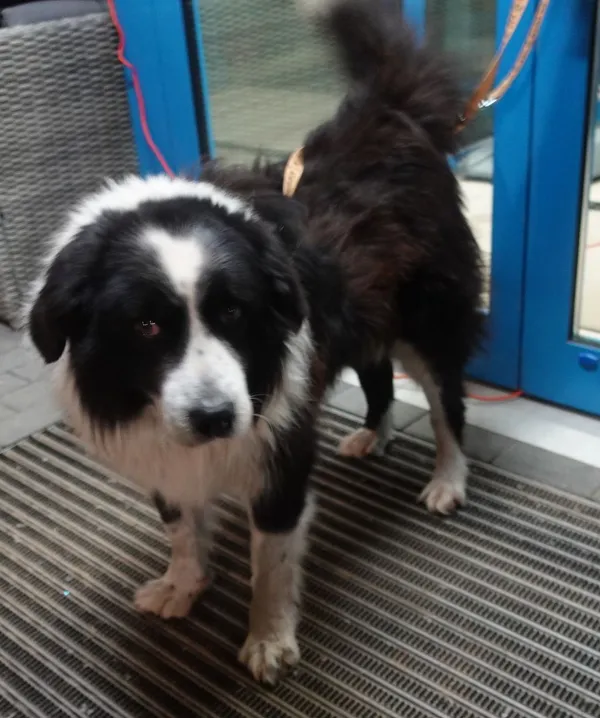 Znaleziono psa, Gdańsk, 13 marca 2025