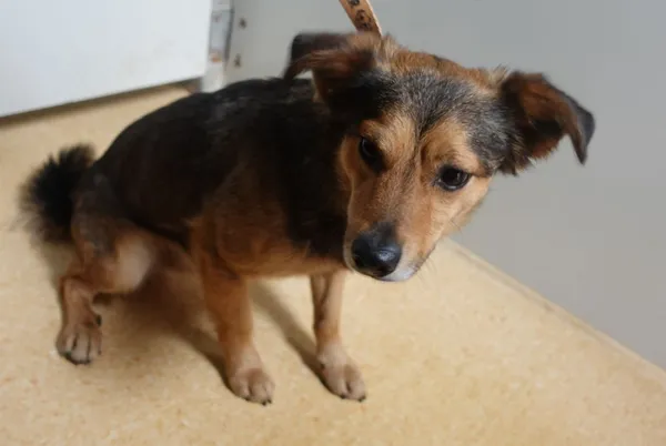 Znaleziono psa, Gdańsk, 12 marca 2025